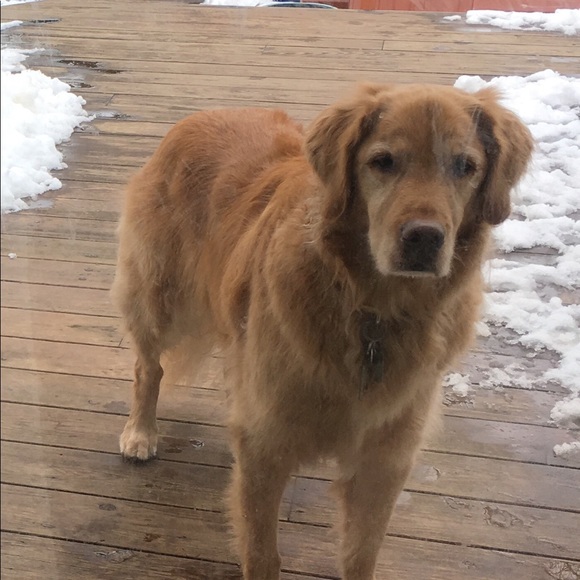 Meet your Posher, Shelley - Picture 1 of 1